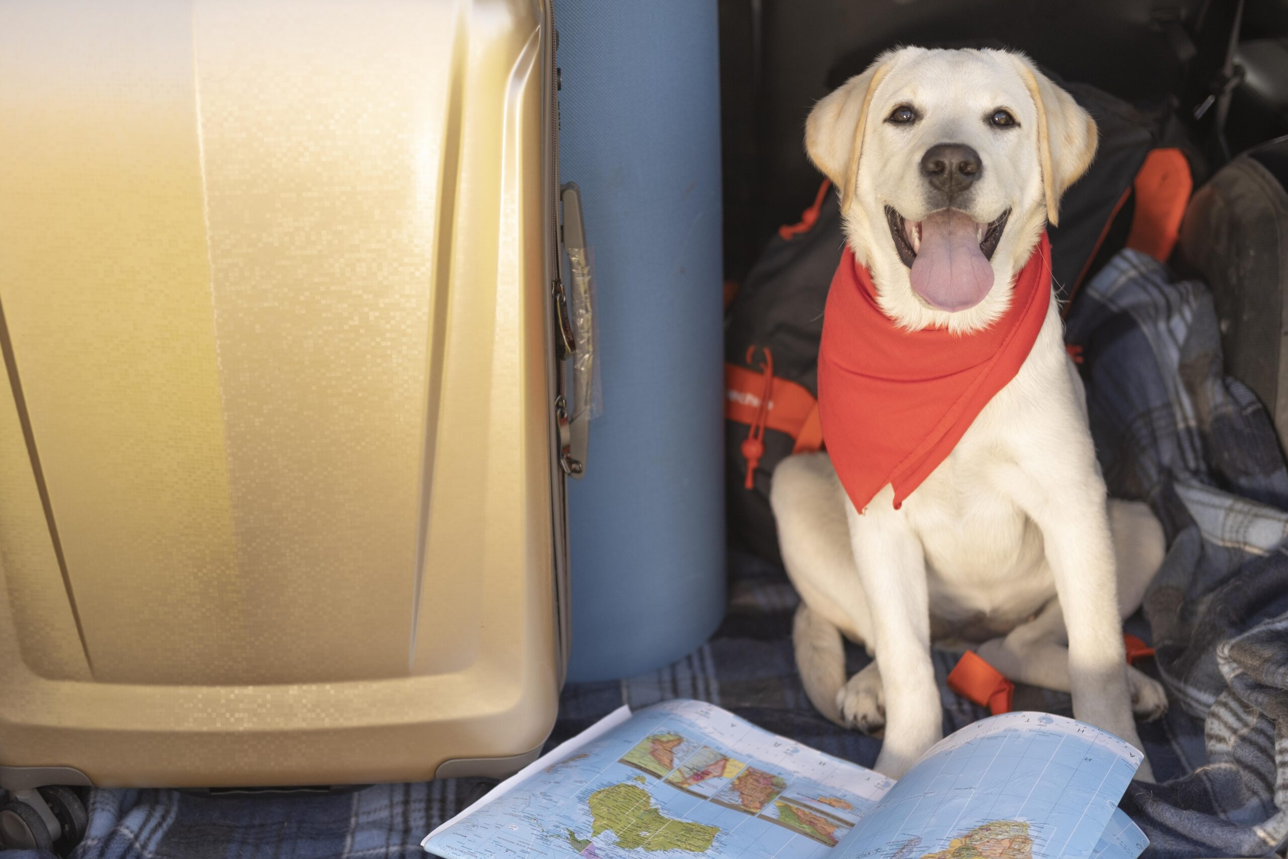 Transporte de mascotas