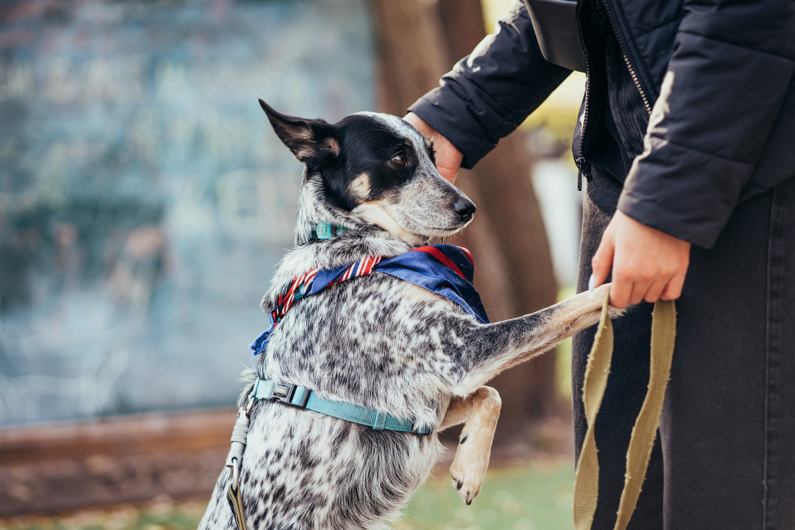 Perro de servicio